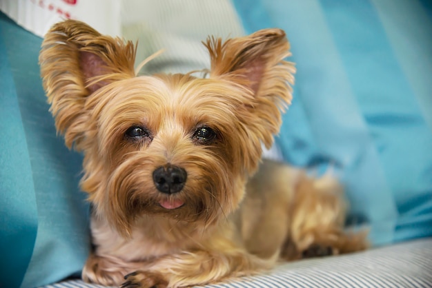 Beau Chien Yorkshire Terrier Télécharger Des Photos