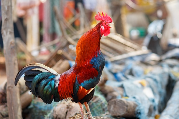 Beau Coq Avec Une Crête Rouge Plumes Multicolores Cris Des