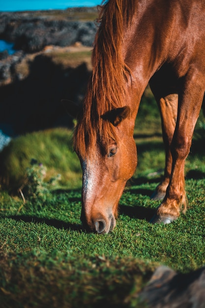 plan cheval a bascule gratuit