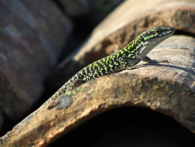 Beau Gros Plan D Un Lezard Des Murailles Sicilien Vert Sur Un Rocher Photo Gratuite