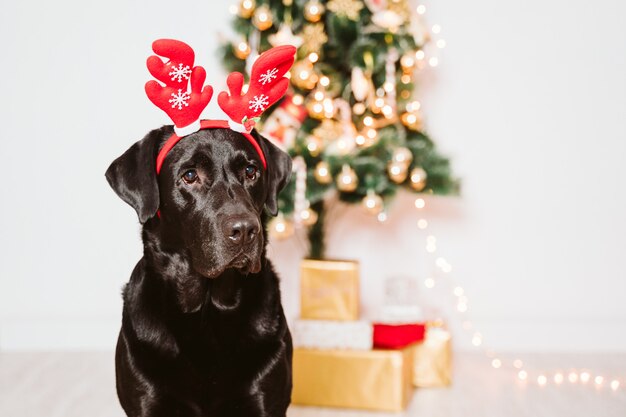 Beau Labrador Noir à La Maison Près De Larbre De Noël