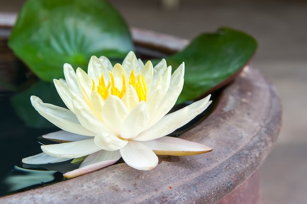 Beau Lotus Fleurissant Dans L'étang | Photo Gratuite