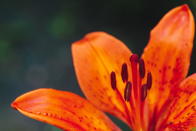 Beau Lys Orange Rouge Gros Pistil Et étamines De Fleurs