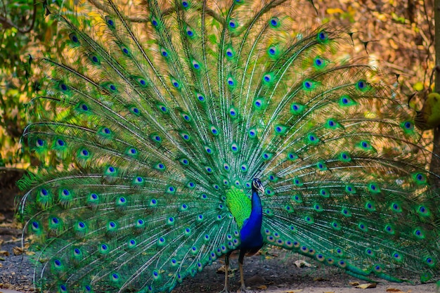 Beau Paon  Indien M le  Montrant Ses Plumes Photo Premium