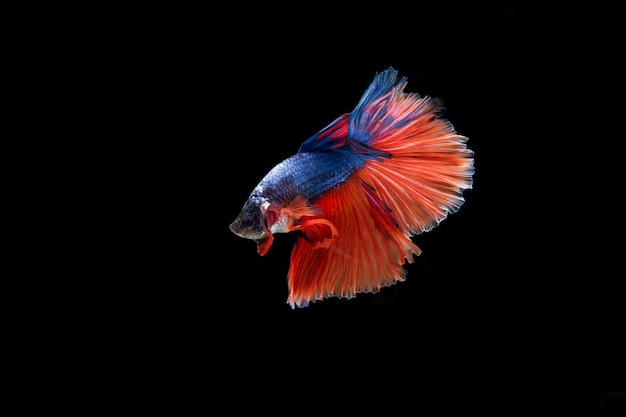 Beau Poisson Coloré De Betta Siamois Télécharger Des