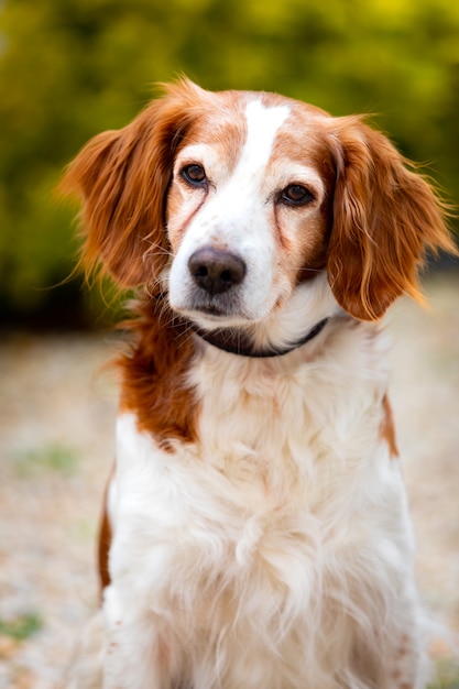 Beau Portrait Dun Chien Blanc Et Brun Télécharger Des