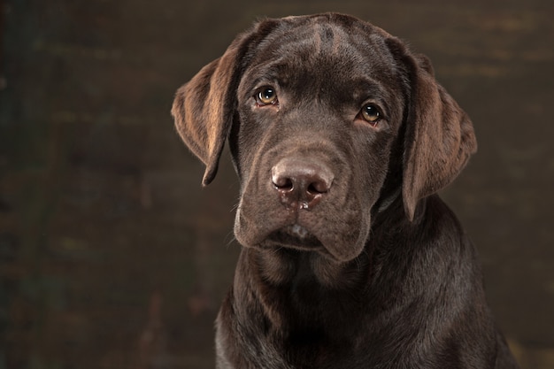 Beau Portrait D Un Chiot Labrador Retriever Chocolat Photo Gratuite