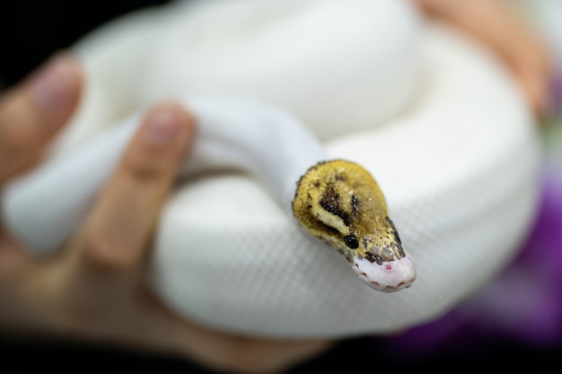 Beau Portrait De Serpent Blanc A La Main Photo Premium