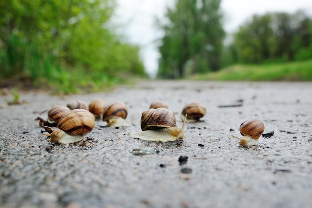 Beaucoup d'escargots après la pluie sur l'asphalte sur un fond de Photo Premium