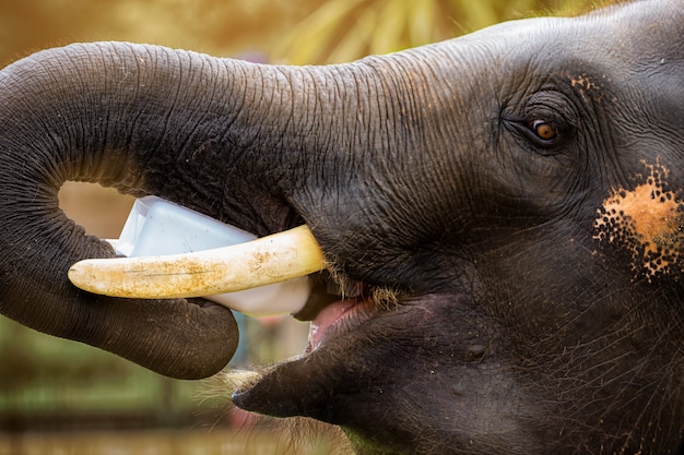 De Beaux Elephants Thailandais Boivent Du Lait En Bouteille Photo Premium