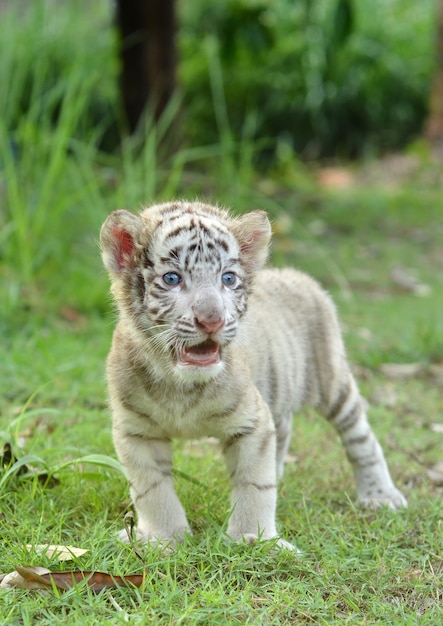 Bebe Blanc Bengal Tigre Photo Premium