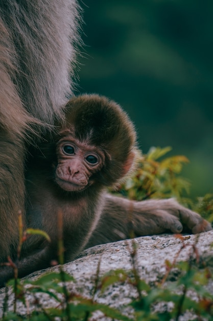 Bebe Brun Macaque Japonais Sur Une Pierre Entouree De Verdure Photo Gratuite