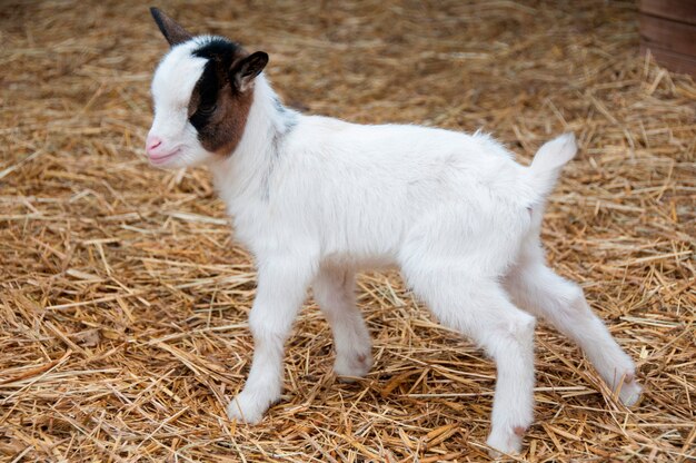 Un Bebe Chevre De Loin Photo Premium