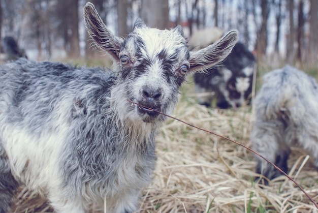 Bebe Chevre Mignon Avec Petites Cornes Chevre Grise Sur La Tete Et Le Cou Chevre Dans Le Champ Photo Premium