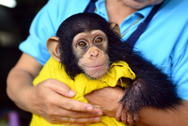 Bebe Chimpanze Singe Au Zoo Photo Premium