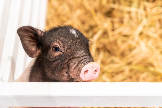 Bebe Cochon Dans Ferme Photo Premium