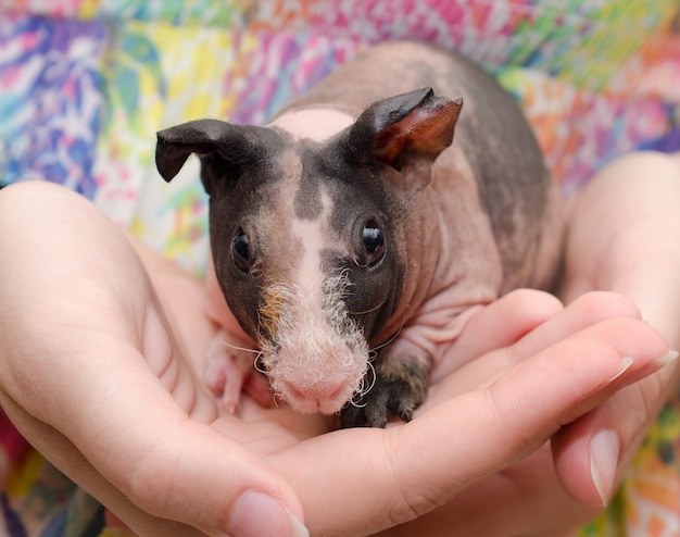 Bebe Cochon D Inde Maigre Dans Les Mains D Un Enfant Photo Premium