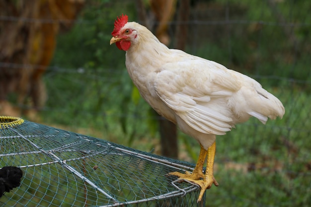 Le Bebe Coq Du Rhode Island Sur Une Poule En Cage Dans Un Jardin En Thailande Photo Premium