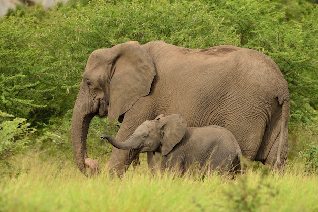 Bebe Elephant Jouant Avec Sa Mere Au Milieu Des Champs Herbeux Dans Les Jungles Africaines Photo Gratuite