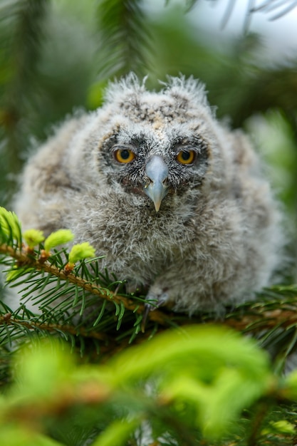 Bebe Hibou Moyen Duc Dans Le Bois Assis Sur Un Tronc D Arbre Dans L Habitat Forestier Beau Petit Animal Dans La Nature Photo Premium