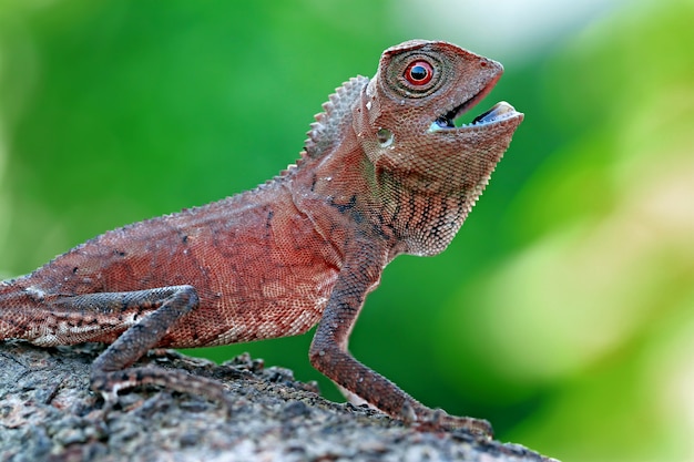 Bebe Lezard Dragon De Foret Dans Le Jardin Photo Premium