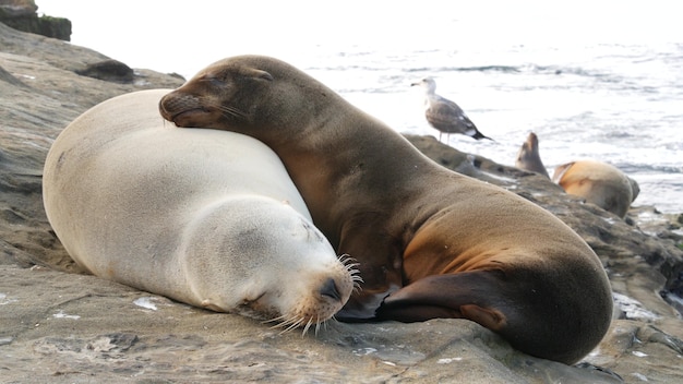 Bebe Lionceau Chiot Lion De Mer Et Mere Les Phoques Sur Ocean Beach En Californie Animal Endormi Sur La Cote Photo Premium