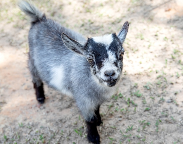 Bebe Mignon Chevre Noir Et Gris Souriant Photo Premium