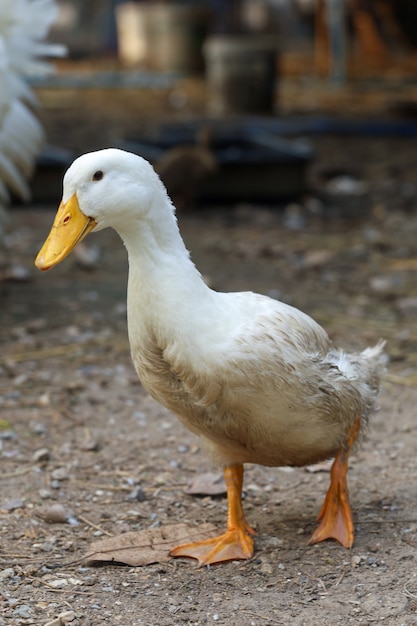 Le Bebe Oie Blanche Est Debout Au Jardin Photo Premium