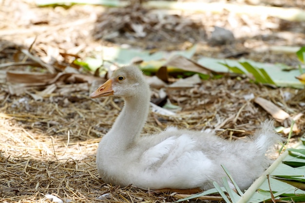 Le Bebe Oie S Asseoir Et Se Reposer En Ete Au Jardin De La Ferme Thailande Photo Premium