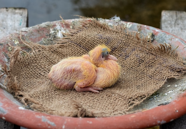 Bebe Pigeon De Trois Jours Dans Le Nid Se Bouchent Photo Premium
