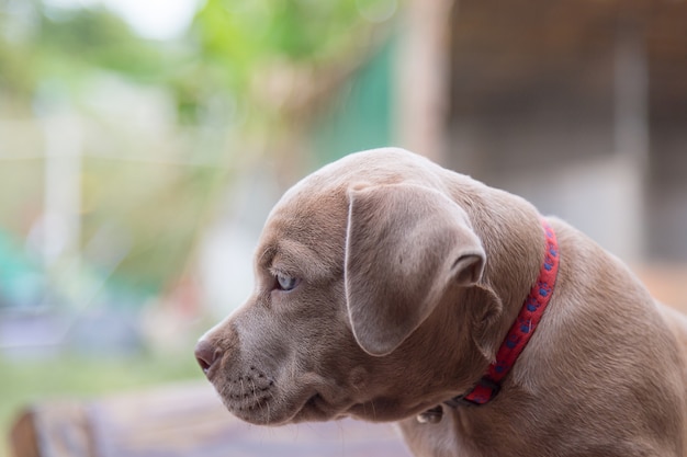 Bebe Pitbull Chercher Quelqu Un A Jouer Sur Fond Flou Photo Premium