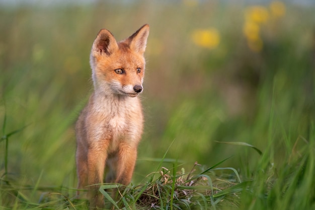 Bebe Renard Jeune Renard Roux Dans L Herbe Pres De Son Trou Photo Premium