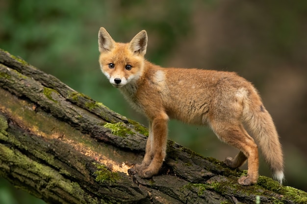 Bebe Renard Roux Debout Sur Bois En Ete Nature Photo Premium