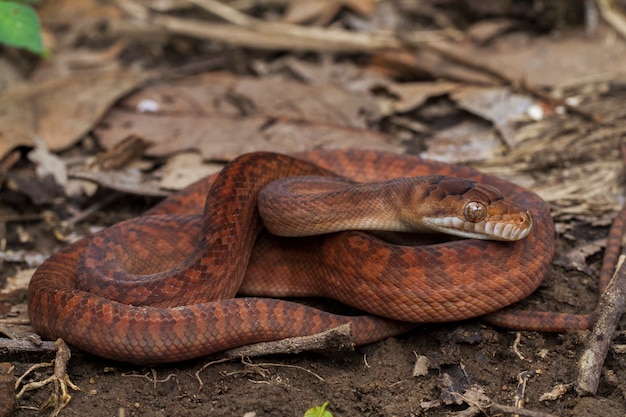 Bebe Serpent Python Amethystine Photo Premium