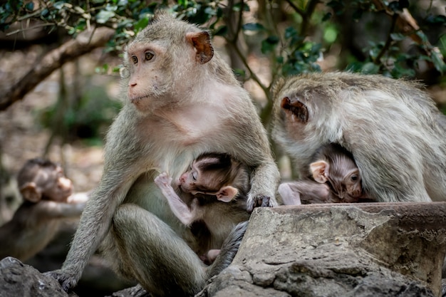 Bebe Singe Sous La Protection De La Mere La Famille Des Singes A La Fourrure Orange Poilue Et A L Expression Humaine Photo Premium