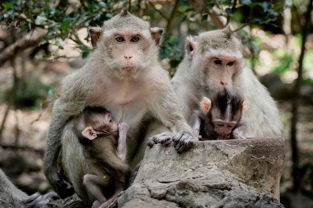 Bebe Singe Sous La Protection De La Mere La Famille Des Singes A La Fourrure Orange Poilue Et A L Expression Humaine Photo Premium