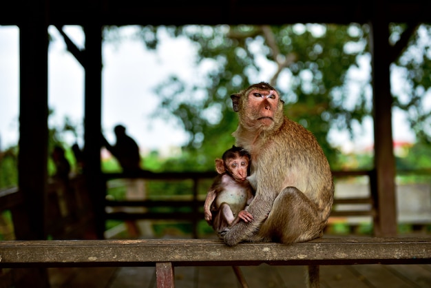 Le Bebe Singe Tete Du Lait Tout En Regardant La Camera Avec Surprise Photo Premium