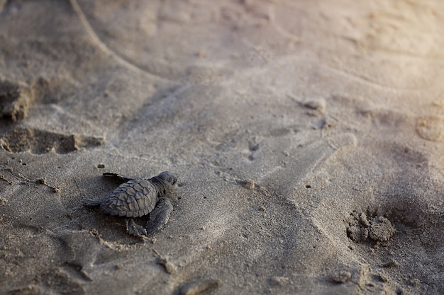 Bebe Tortue Sur La Plage En Allant A La Mer Photo Premium