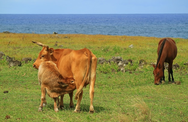 Bebe Vaches Boire Du Lait De Vache Mere Au Bord De La Mer Pres De Ahu Tongariki Sur L Ile De Paques Du Chili Photo Premium