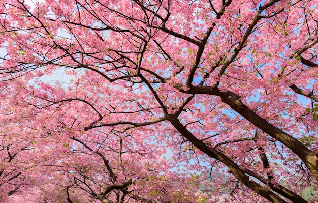Bel arbre  sakura  du japon T l charger des Photos Premium