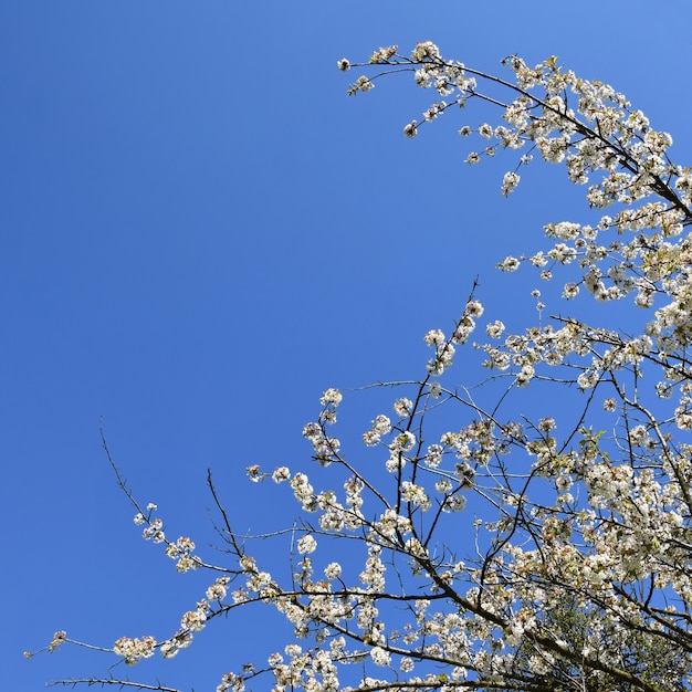 Belle Branche Darbre Fruitier En Fleurs Magnifiquement