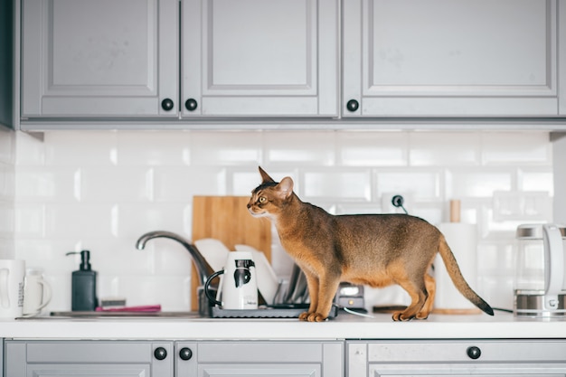 Belle Chaton Drole A La Cuisine Photo Premium