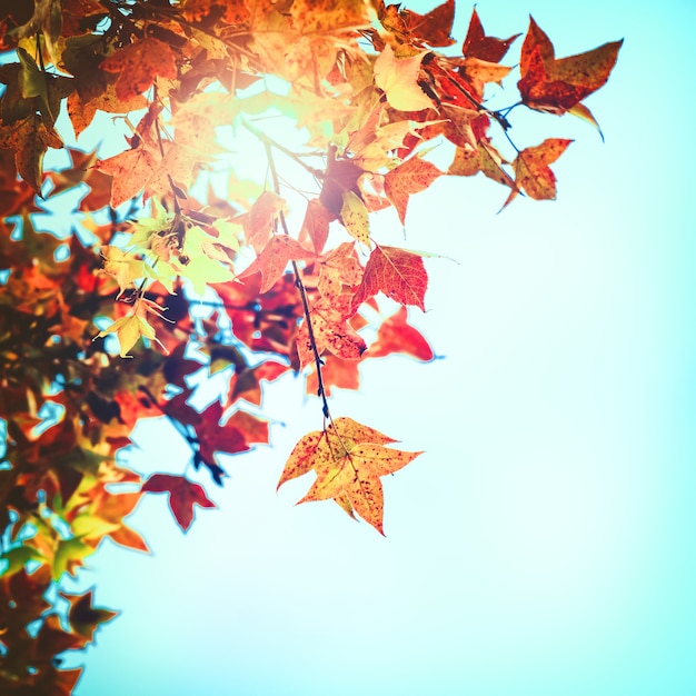Belle Feuille D Automne Et Fond De Ciel En Automne Arbre Colore D Arbres D Erable Dans Le Parc D Automne Arbres D Automne Feuilles En Ton De Couleur Vintage Photo Premium Belle Feuille D Automne Et Fond De Ciel En Automne Arbre Colore D Arbres D Erable Dans Le Parc D Automne Arbres D Automne Feuilles En Ton De Couleur Vintage Photo Premium