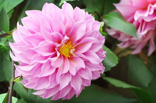 Belle Fleur De Dahlia Rose Qui Fleurit Dans Le Jardin