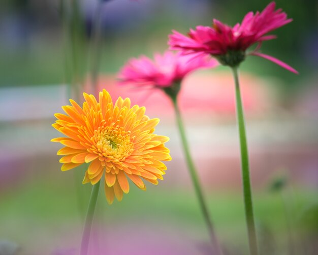 Belle Fleur De Gerbera Daisy Orange Rose Et Jaune Dans Le