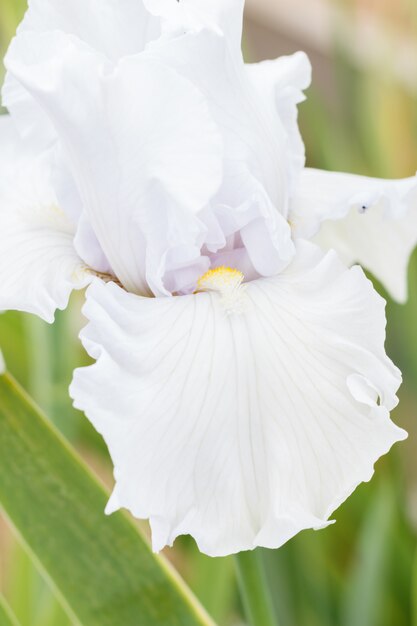 Belle Fleur Diris Blanche Télécharger Des Photos Premium