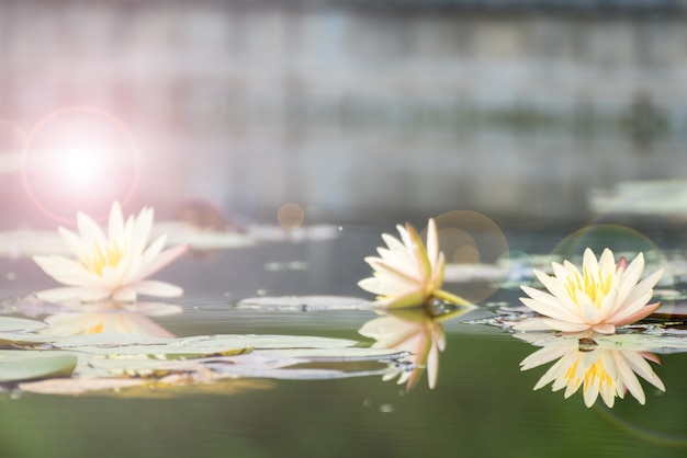 Belle Fleur De Lotus Dans Un étang Symbole Du Bouddha