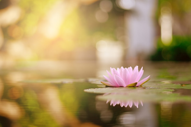 Belle Fleur De Lotus Sur Leau Après La Pluie Dans Le Jardin