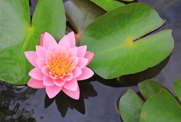 Belle Fleur De Lotus Rose Dans Un étang Gros Plan Nénuphar