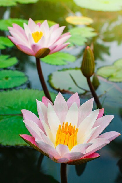 Belle Fleur De Lotus Rose Avec Feuille Verte Télécharger